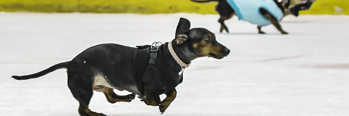 Pucks N Pups Night + Wiener Dog Races